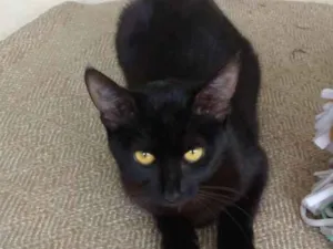 Gato raça SRD idade 1 ano nome Cherry