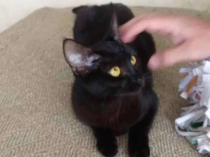 Gato ra a SRD idade 1 ano nome Cherry