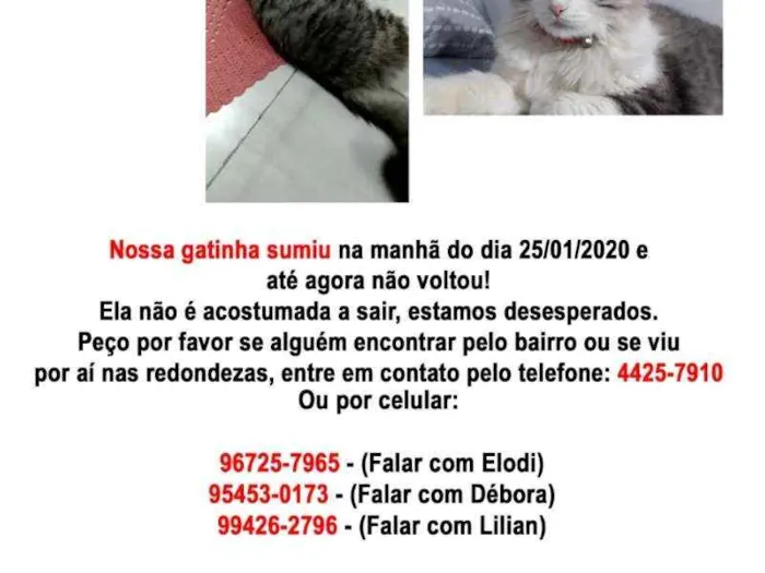 Gato ra a Nao tem definido idade 6 ou mais anos nome Gabu