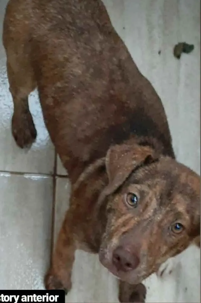 Cachorro raça Pitbull com vira lata  idade 2 a 6 meses nome Pantera 