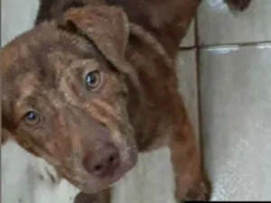 Cachorro raça Pitbull com vira lata  idade 2 a 6 meses nome Pantera 