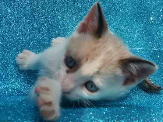 Gato ra a SRD idade 2 a 6 meses nome Croissant 