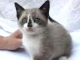 Tammy