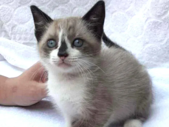 Gato ra a SRD idade Abaixo de 2 meses nome Tammy