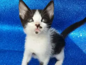 Gato raça SRD idade 2 a 6 meses nome Milka