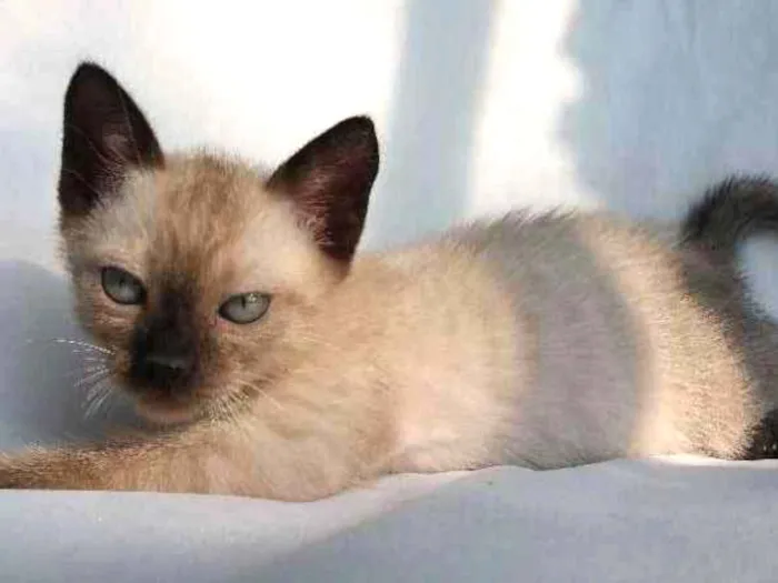 Gato ra a SRD idade 2 a 6 meses nome Cappuccino 