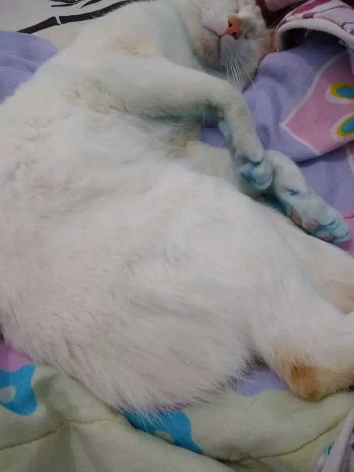 Gato raça Sn idade 7 a 11 meses nome Thor . Toth. Anubis 