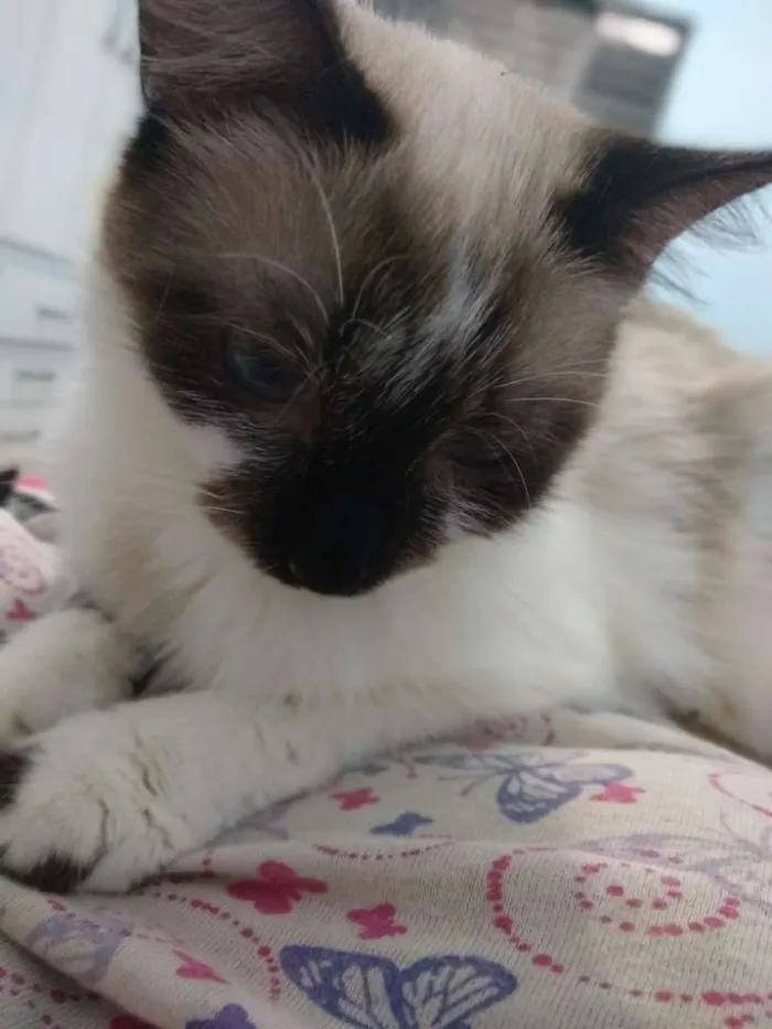 Gato raça Sn idade 7 a 11 meses nome Thor . Toth. Anubis 