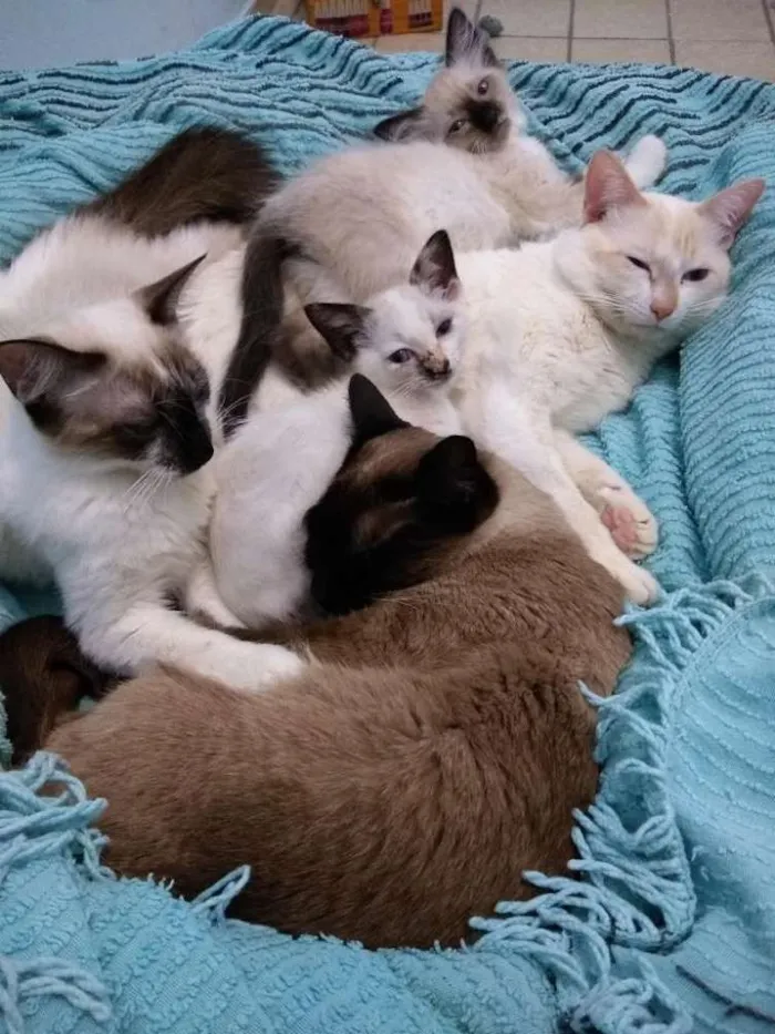Gato raça Sn idade 7 a 11 meses nome Thor . Toth. Anubis 