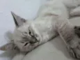 Gatinha