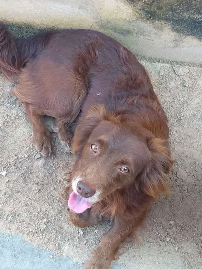 Cachorro ra a Mestiço idade 4 anos nome Pancho