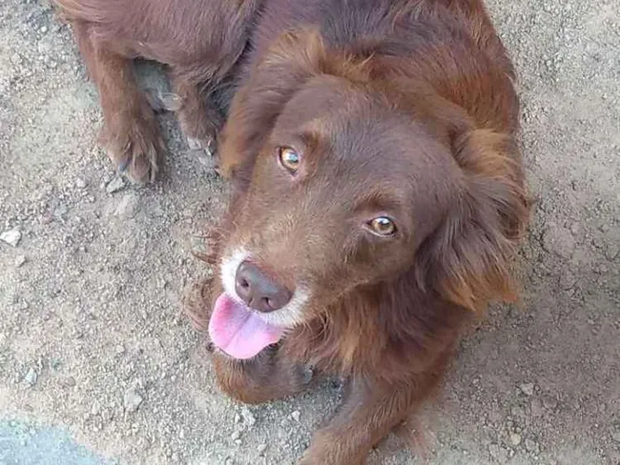 Cachorro ra a Mestiço idade 4 anos nome Pancho