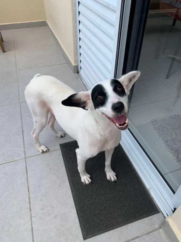 Cachorro ra a Srd idade 2 anos nome Quênia