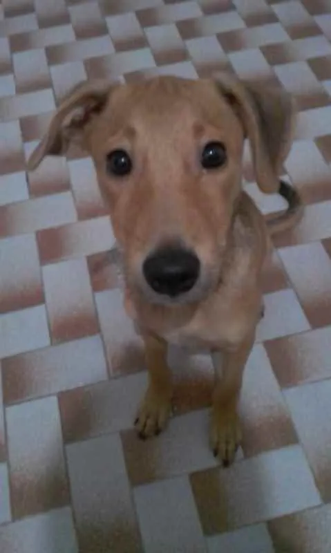 Cachorro raça SRD idade 2 a 6 meses nome Filhote