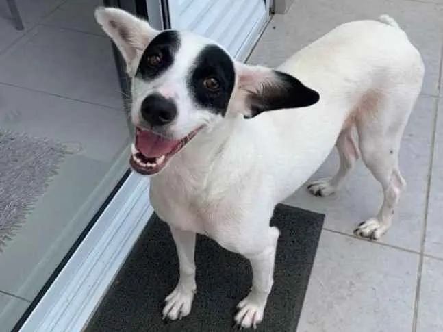 Cachorro ra a Srd idade 2 anos nome Quênia