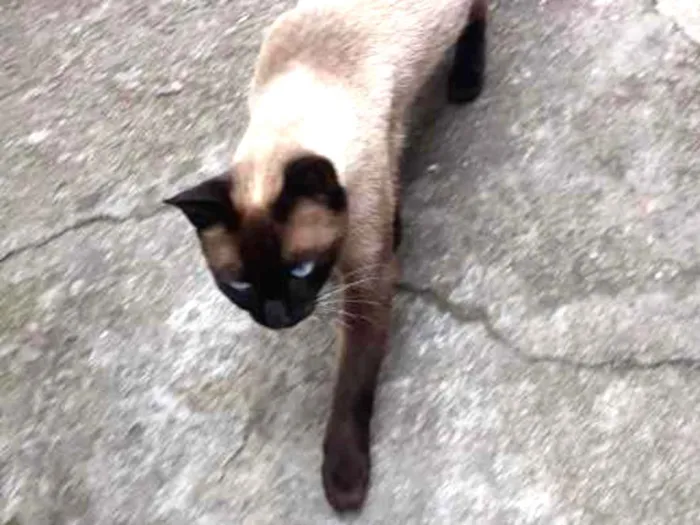 Gato ra a Sem definição  idade 3 anos nome Chicola