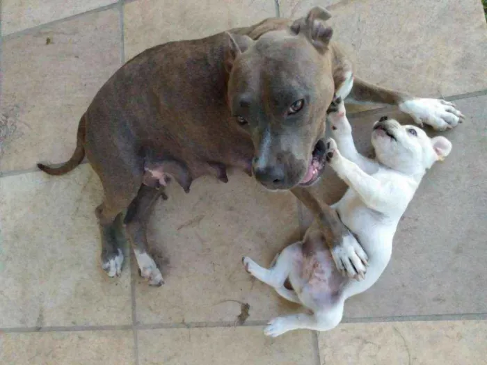 Cachorro ra a Pitbull idade Abaixo de 2 meses nome Dylan