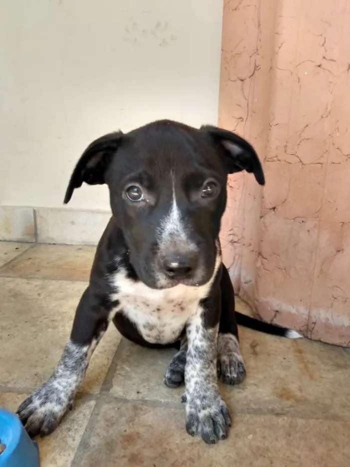 Cachorro ra a Pitbull idade Abaixo de 2 meses nome Flashback (ou outro)