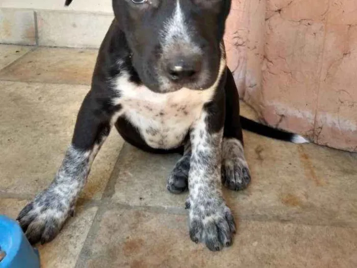 Cachorro ra a Pitbull idade Abaixo de 2 meses nome Flashback (ou outro)