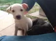 Dylan