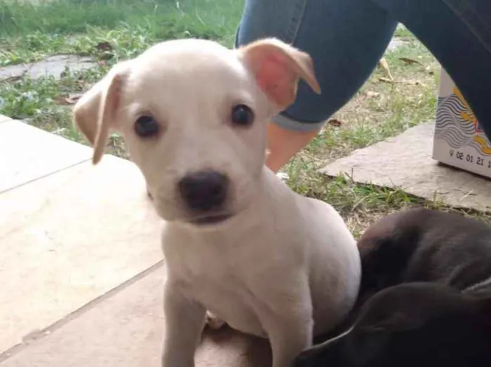 Cachorro ra a Pitbull idade Abaixo de 2 meses nome Dylan