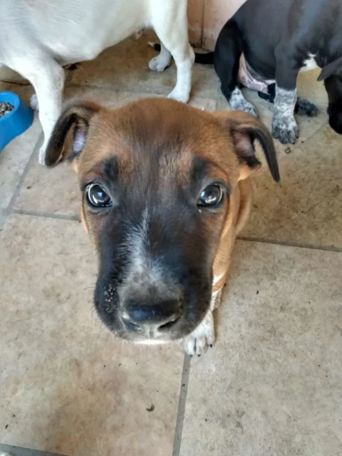 Cachorro ra a Pitbull idade Abaixo de 2 meses nome Caramelo (ou outro)