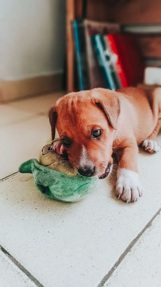 Cachorro raça SRD idade 2 a 6 meses nome Pitico