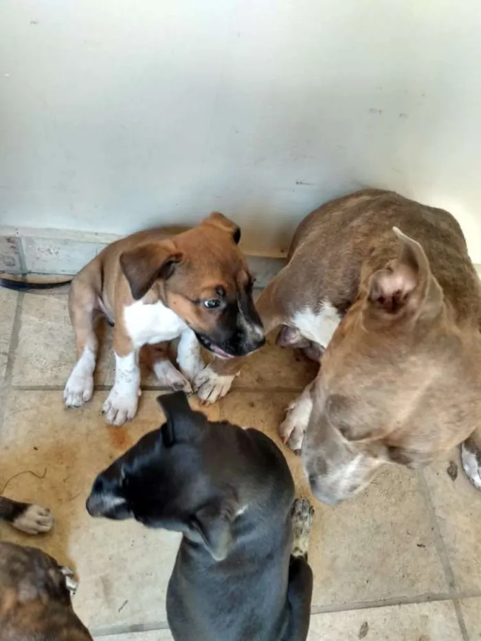 Cachorro ra a Pitbull idade Abaixo de 2 meses nome Caramelo (ou outro)