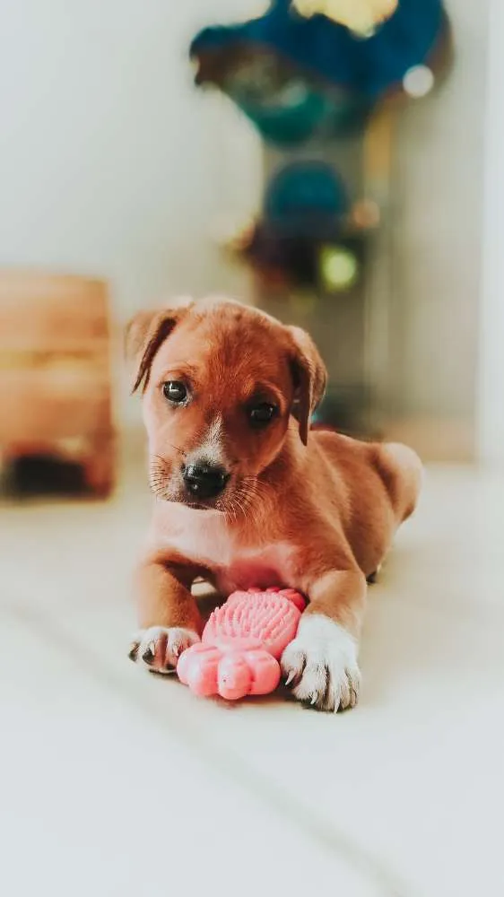 Cachorro raça SRD idade 2 a 6 meses nome Pitico