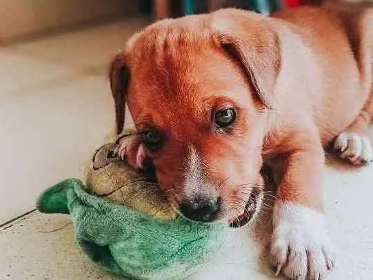 Cachorro raça SRD idade 2 a 6 meses nome Pitico