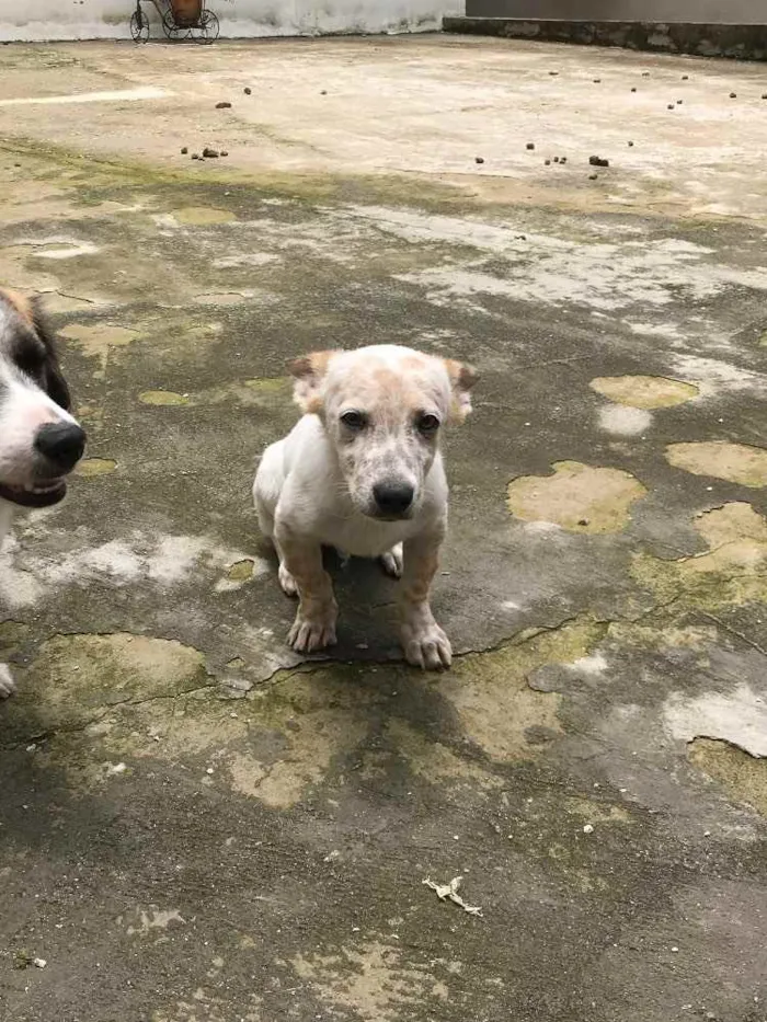 Cachorro ra a Vira lata  idade 2 a 6 meses nome Pitocco 