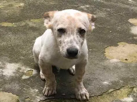 Cachorro ra a Vira lata  idade 2 a 6 meses nome Pitocco 