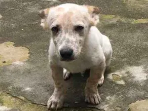 Cachorro raça Vira lata  idade 2 a 6 meses nome Pitocco 