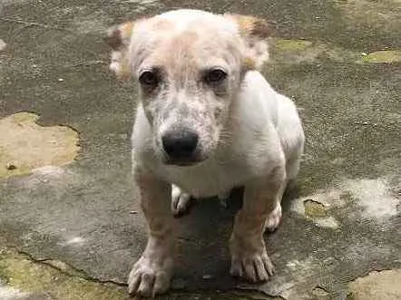 Cachorro ra a Vira lata  idade 2 a 6 meses nome Pitocco 