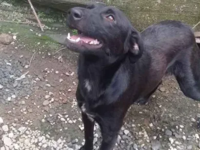 Cachorro raça Srd idade 7 a 11 meses nome Pretinha