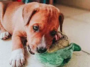 Cachorro raça SRD idade 2 a 6 meses nome Pitico