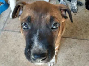 Cachorro raça Pitbull idade Abaixo de 2 meses nome Caramelo (ou outro)