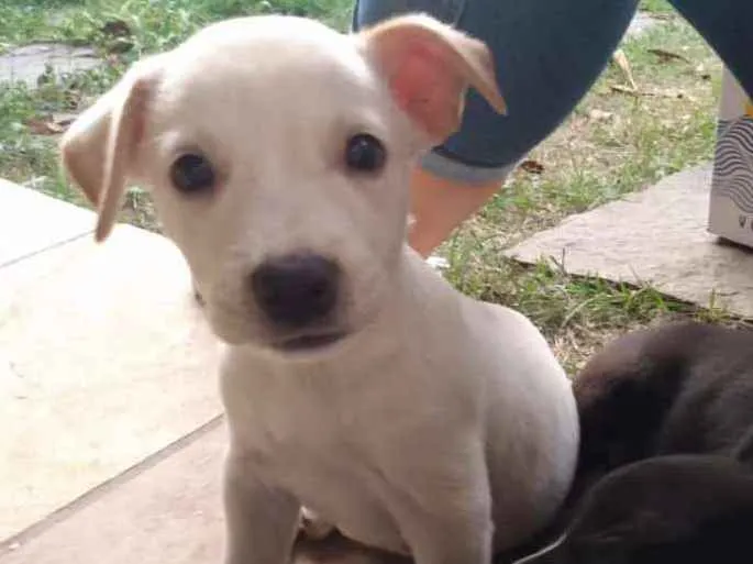 Cachorro ra a Pitbull idade Abaixo de 2 meses nome Dylan
