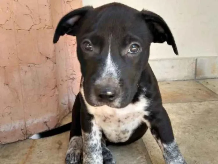 Cachorro ra a Pitbull idade Abaixo de 2 meses nome Flashback (ou outro)