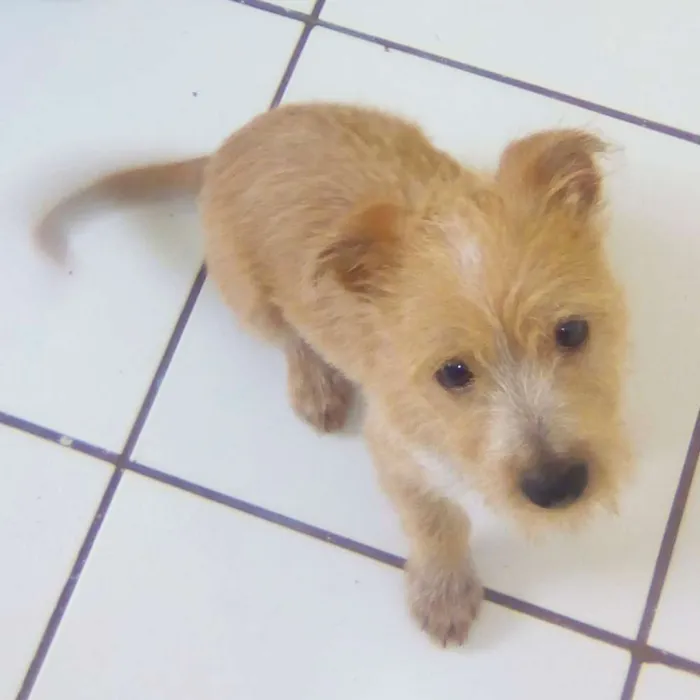 Cachorro ra a Não sei idade 2 a 6 meses nome Bobby