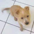 Bobby