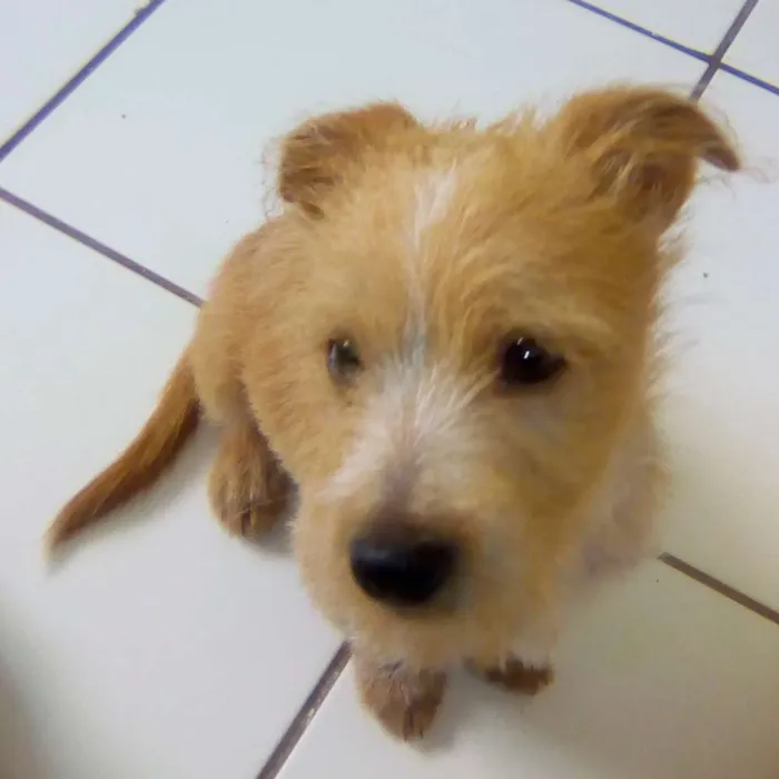Cachorro ra a Não sei idade 2 a 6 meses nome Bobby