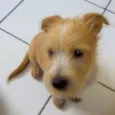 Bobby