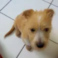 Bobby