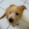 Bobby
