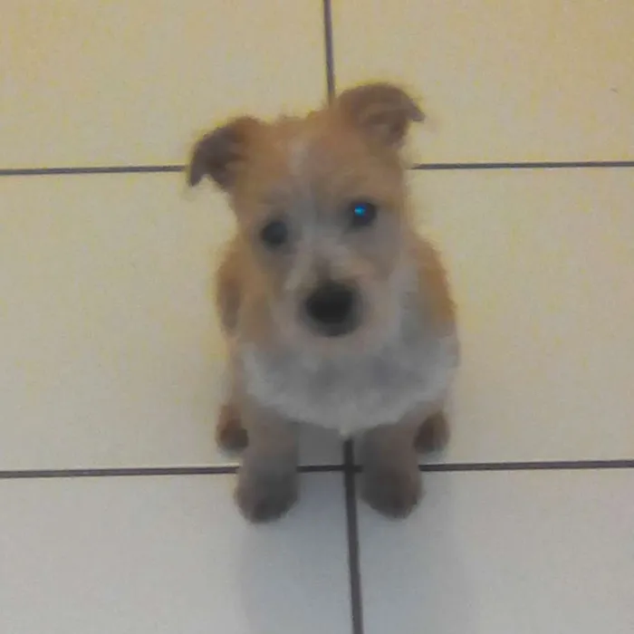 Cachorro ra a Não sei idade 2 a 6 meses nome Bobby