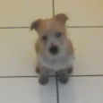 Bobby