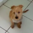 Bobby