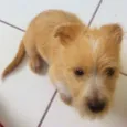 Bobby
