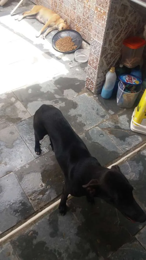 Cachorro ra a sem raça definida  idade 7 a 11 meses nome  Lua